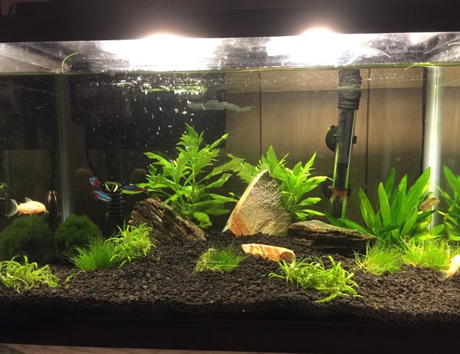 10 gallons planted tank (mostly live plants and fish) - replanted 10 gallons planted tank (mostly live plants and fish) - replanted