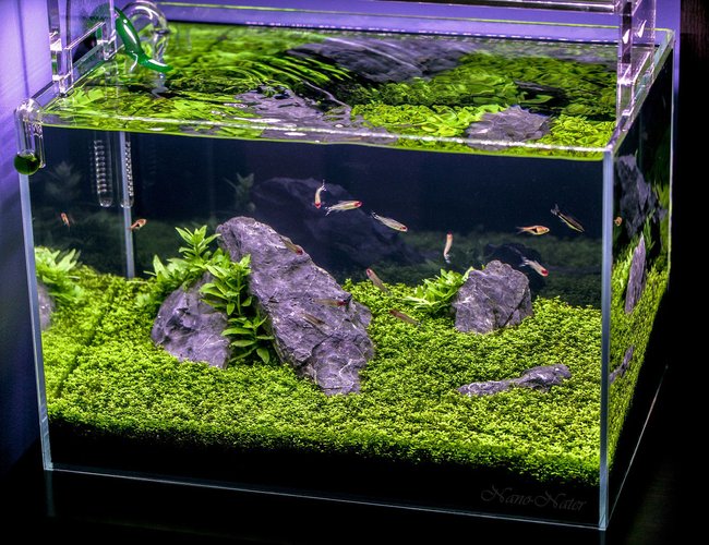 10 gallons planted tank (mostly live plants and fish) - 10 Gallons Started April 1rst 2015,Date of Shot: June 13th 2015. This shot shows the Aquarium as if you were viewing it in person. I used a B+W Polarized Filter to acheive this.
~Camera:Canon 5D MarkII, Lens:Canon 100mm f2.8L IS USM Macro 10 gallons planted tank (mostly live plants and fish) - 10 Gallons Started April 1rst 2015,Date of Shot: June 13th 2015. This shot shows the Aquarium as if you were viewing it in person. I used a B+W Polarized Filter to acheive this.
~Camera:Canon 5D MarkII, Lens:Canon 100mm f2.8L IS USM Macro