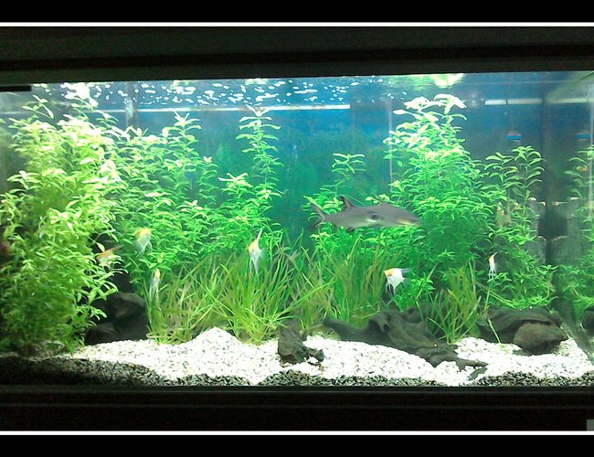 87 gallons planted tank (mostly live plants and fish) - Tropical planted freshwater 87 gallons planted tank (mostly live plants and fish) - Tropical planted freshwater