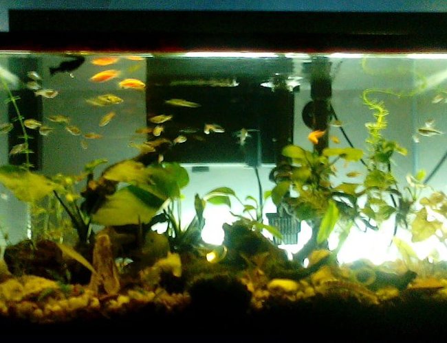 10 gallons planted tank (mostly live plants and fish) - anubias nana, anubias petite, red tiger lotus, green tiger lotus with kuhli loach 10 gallons planted tank (mostly live plants and fish) - anubias nana, anubias petite, red tiger lotus, green tiger lotus with kuhli loach