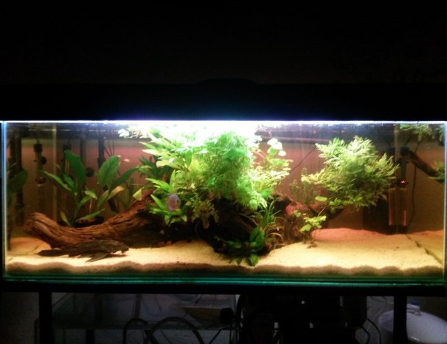 55 gallons planted tank (mostly live plants and fish) - The 2 plecs will be moved out as soon as possible, I am planing on adding 30 cardinals as wel as 4 more discus. 55 gallons planted tank (mostly live plants and fish) - The 2 plecs will be moved out as soon as possible, I am planing on adding 30 cardinals as wel as 4 more discus.