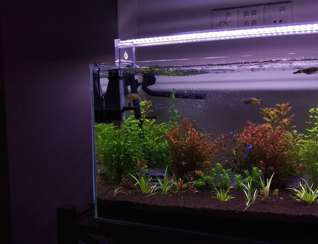 26 gallons planted tank (mostly live plants and fish) - A month old planted tank. 26 gallons planted tank (mostly live plants and fish) - A month old planted tank.