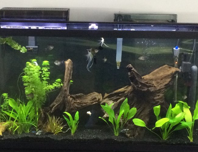 60 gallons planted tank (mostly live plants and fish) - Planted tank with white and blue light from a satellite freshwater light. 60 gallons planted tank (mostly live plants and fish) - Planted tank with white and blue light from a satellite freshwater light.
