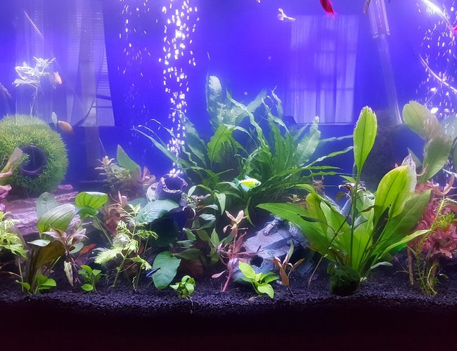45 gallons planted tank (mostly live plants and fish) - Just a quick pic 45 gallons planted tank (mostly live plants and fish) - Just a quick pic
