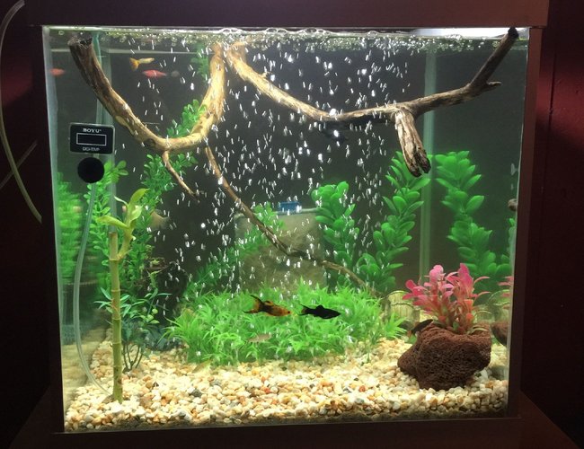 50 gallons planted tank (mostly live plants and fish) - Community Tank - Water Bamboo,Natural River Sand & Gravel, River Drift Wood,Platinum Gourami, Mollies, Platies, Goppies, Bala Shark, Rainbow Shark. 50 gallons planted tank (mostly live plants and fish) - Community Tank - Water Bamboo,Natural River Sand & Gravel, River Drift Wood,Platinum Gourami, Mollies, Platies, Goppies, Bala Shark, Rainbow Shark.