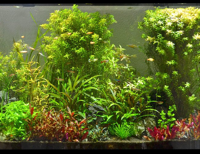60 gallons planted tank (mostly live plants and fish) - 60 Gallon Planted Community Tank 60 gallons planted tank (mostly live plants and fish) - 60 Gallon Planted Community Tank