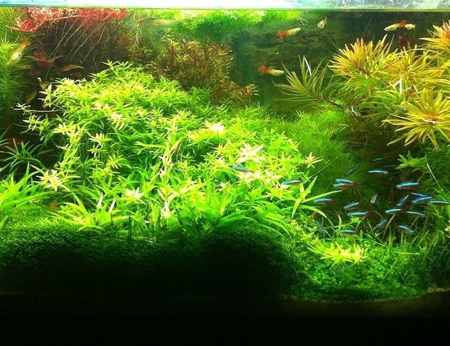 planted tank (mostly live plants and fish) - - planted tank (mostly live plants and fish) - -