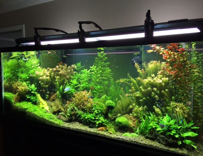 225 gallons planted tank (mostly live plants and fish) - 225 standard 6 FT Freshwater Planted Aquarium. 225 gallons planted tank (mostly live plants and fish) - 225 standard 6 FT Freshwater Planted Aquarium.