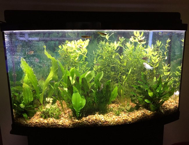 46 gallons planted tank (mostly live plants and fish) - my tank 46 gallons planted tank (mostly live plants and fish) - my tank