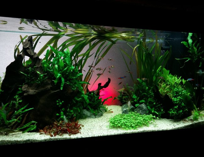 50 gallons planted tank (mostly live plants and fish) - MY zen 50 gallons planted tank (mostly live plants and fish) - MY zen