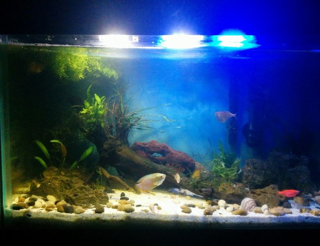 10 gallons planted tank (mostly live plants and fish) 10 gallons planted tank (mostly live plants and fish)