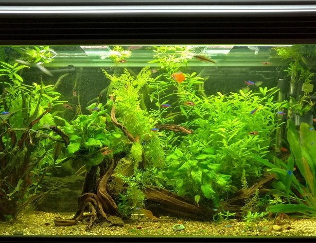 11 gallons planted tank (mostly live plants and fish) - All plants live Co2 used 11 gallons planted tank (mostly live plants and fish) - All plants live Co2 used