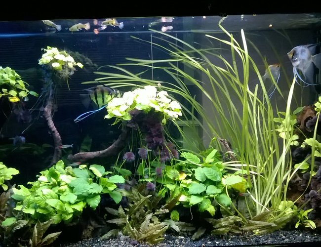 90 gallons planted tank (mostly live plants and fish) - Bullet shape 90gal tank. 90 gallons planted tank (mostly live plants and fish) - Bullet shape 90gal tank.