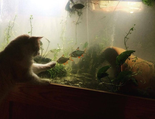 220 gallons planted tank (mostly live plants and fish) - cat want a taste of the south asian fishiies 220 gallons planted tank (mostly live plants and fish) - cat want a taste of the south asian fishiies