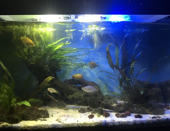 10 gallons planted tank (mostly live plants and fish) - Plants have grown and established themselves especially the narrow leaf java fern growing on top of the driftwood piece. Fish seem happy, the honey gouramis are displaying breeding behavior. Sorry I have no idea why the image came out darker than when I took it from my iPhone. 10 gallons planted tank (mostly live plants and fish) - Plants have grown and established themselves especially the narrow leaf java fern growing on top of the driftwood piece. Fish seem happy, the honey gouramis are displaying breeding behavior. Sorry I have no idea why the image came out darker than when I took it from my iPhone.