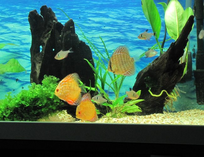 45 gallons planted tank (mostly live plants and fish) - 160 Liter tank 100*40*40
Pigeon Blood Discus, Royal Blue Discus, Black Phantom Tetra.
Crinum, Anubias, Pellia, Echinodorus, Cryptocoryne. 45 gallons planted tank (mostly live plants and fish) - 160 Liter tank 100*40*40
Pigeon Blood Discus, Royal Blue Discus, Black Phantom Tetra.
Crinum, Anubias, Pellia, Echinodorus, Cryptocoryne.