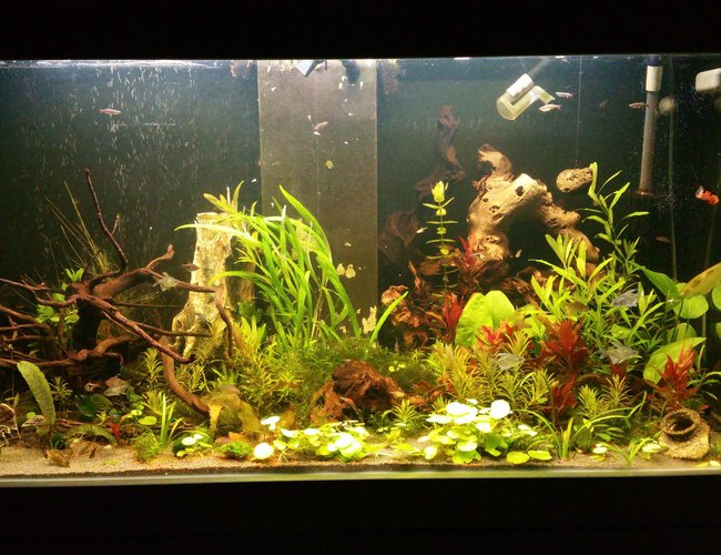 13 gallons planted tank (mostly live plants and fish) - New project 13 gallons planted tank (mostly live plants and fish) - New project