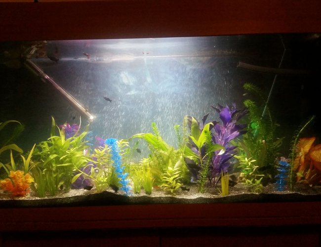 40 gallons planted tank (mostly live plants and fish) - My new project and hobby. Eventually will be all grass and colurful with more live plants. 40 gallons planted tank (mostly live plants and fish) - My new project and hobby. Eventually will be all grass and colurful with more live plants.