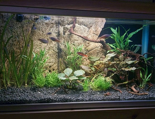 20 gallons planted tank (mostly live plants and fish) - Back in the hobby after a 10 year break, with a new setup. Can't wait for it to mature. 20 gallons planted tank (mostly live plants and fish) - Back in the hobby after a 10 year break, with a new setup. Can't wait for it to mature.
