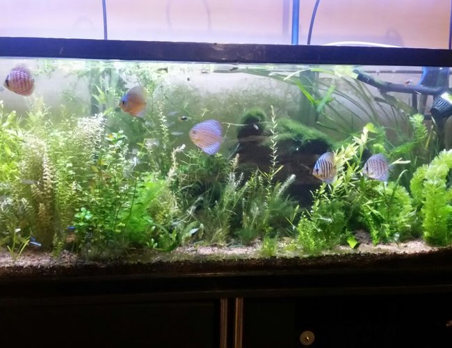 55 gallons planted tank (mostly live plants and fish) - 246l planted tank.
Discus
Cardinal tetra
Rummy nose tetra
LED grow light
Co2 55 gallons planted tank (mostly live plants and fish) - 246l planted tank.
Discus
Cardinal tetra
Rummy nose tetra
LED grow light
Co2