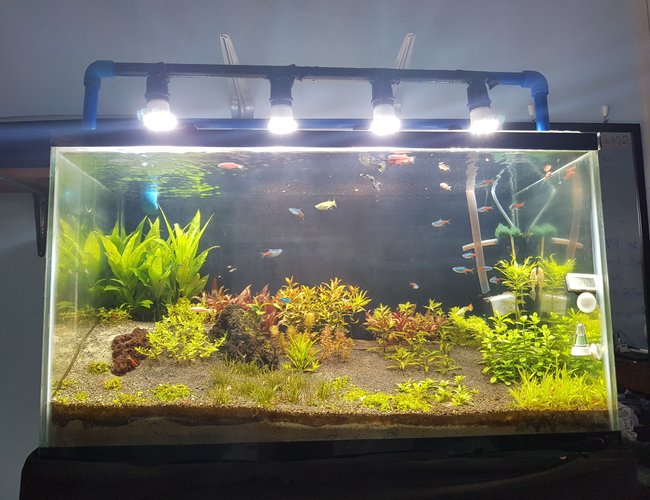 35 gallons planted tank (mostly live plants and fish) - Dutch Style hybrid 35 gallons planted tank (mostly live plants and fish) - Dutch Style hybrid