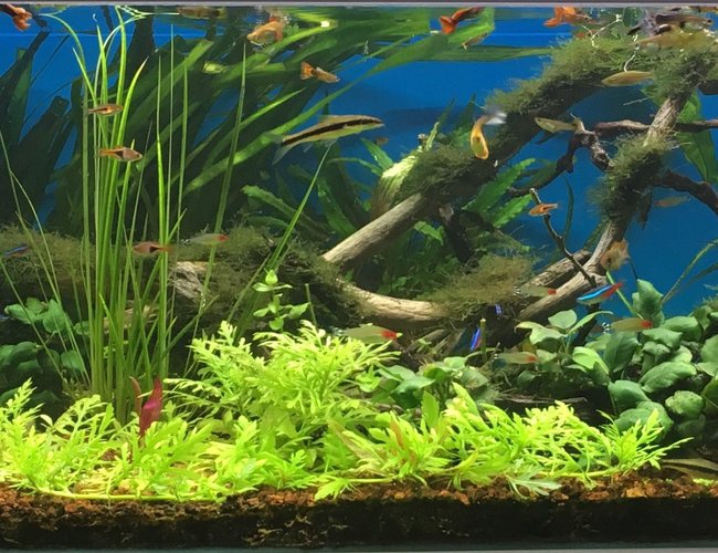 100 gallons planted tank (mostly live plants and fish) - June 2017 100 gallons planted tank (mostly live plants and fish) - June 2017