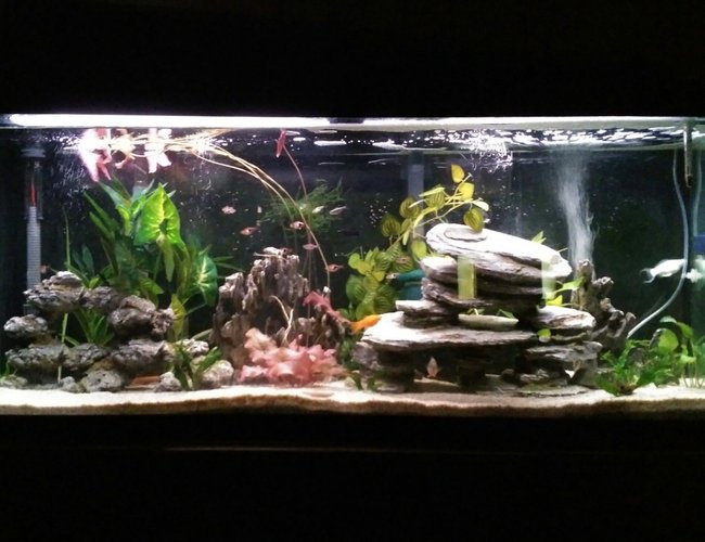 55 gallons planted tank (mostly live plants and fish) - Switched my 55 gallon community tank to a low tech/low light live (mostly) planted tank. All plants are real except tall green ones in the back. Plants include java fern (2 varieties) and moss, anubias (2 varieties), water lily, aponogeton and water onion. 55 gallons planted tank (mostly live plants and fish) - Switched my 55 gallon community tank to a low tech/low light live (mostly) planted tank. All plants are real except tall green ones in the back. Plants include java fern (2 varieties) and moss, anubias (2 varieties), water lily, aponogeton and water onion.