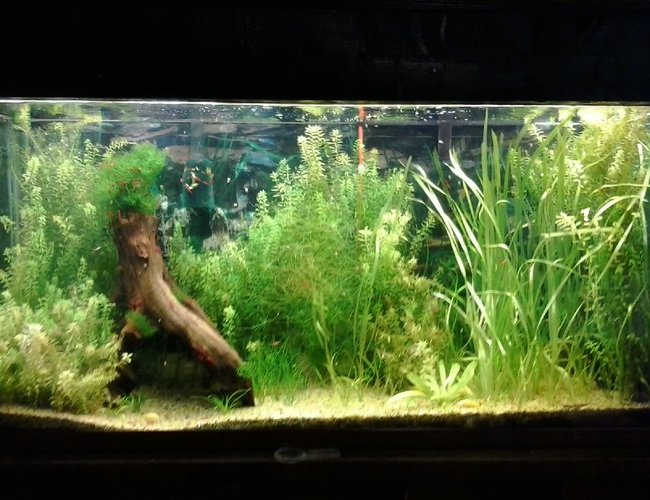 135 gallons planted tank (mostly live plants and fish) - My first planted tank. my first shrimp tank, and the first time my albino cories had babies that survived. 135 gallons planted tank (mostly live plants and fish) - My first planted tank. my first shrimp tank, and the first time my albino cories had babies that survived.