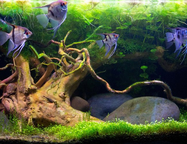 90 gallons planted tank (mostly live plants and fish) - planted 200ltr 90 gallons planted tank (mostly live plants and fish) - planted 200ltr