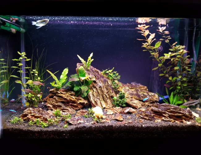 29 gallons planted tank (mostly live plants and fish) - My Tank 29 gallons planted tank (mostly live plants and fish) - My Tank