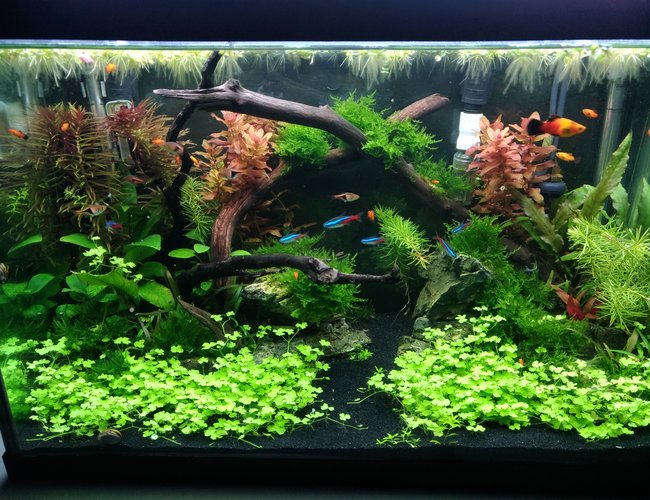 20 gallons planted tank (mostly live plants and fish) - 20G tank 12 weeks after build. 20 gallons planted tank (mostly live plants and fish) - 20G tank 12 weeks after build.