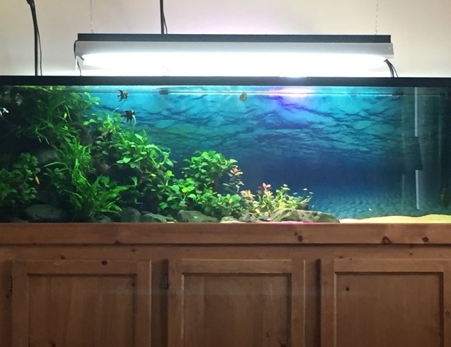 125 gallons planted tank (mostly live plants and fish) - Planted Tank 125 gallons planted tank (mostly live plants and fish) - Planted Tank