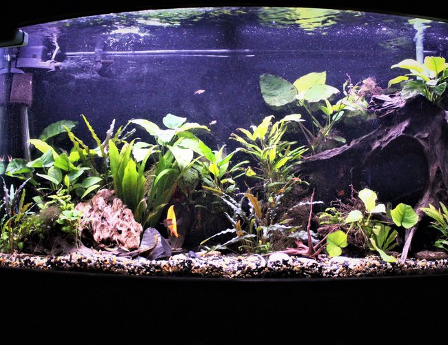 100 gallons planted tank (mostly live plants and fish) - 75 bowfront. 90% anubias. 100 gallons planted tank (mostly live plants and fish) - 75 bowfront. 90% anubias.
