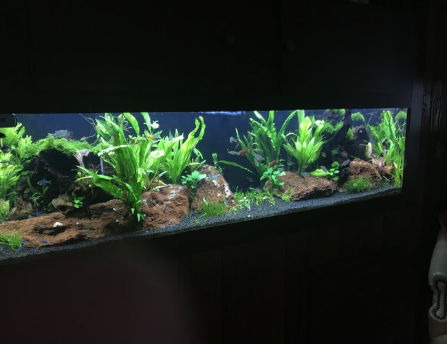 125 gallons planted tank (mostly live plants and fish) - 125 Planted two months in 125 gallons planted tank (mostly live plants and fish) - 125 Planted two months in