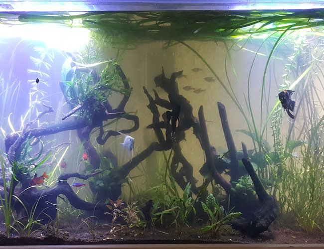 100 gallons planted tank (mostly live plants and fish) - Tropical Planted 100 gallon 100 gallons planted tank (mostly live plants and fish) - Tropical Planted 100 gallon