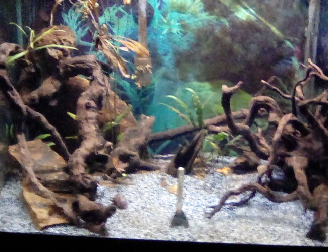 30 gallons planted tank (mostly live plants and fish) - Planted tank 30 gallons planted tank (mostly live plants and fish) - Planted tank