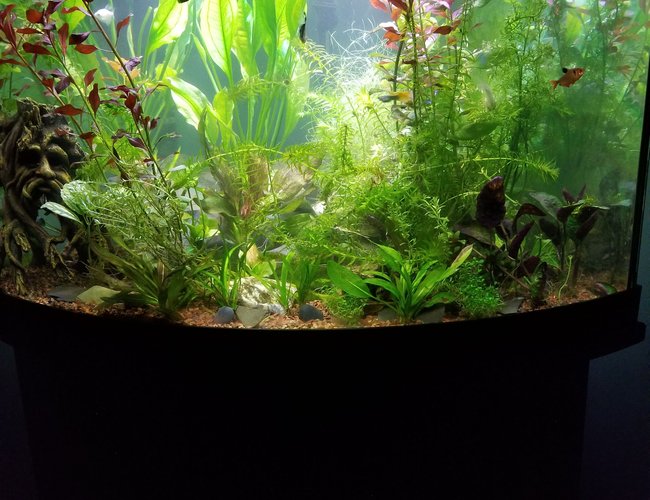 54 gallons planted tank (mostly live plants and fish) - My tank 54 gallons planted tank (mostly live plants and fish) - My tank