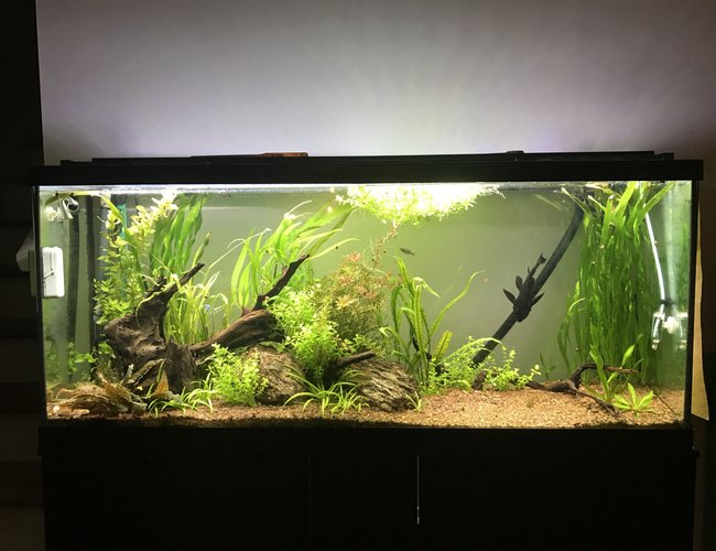 60 gallons planted tank (mostly live plants and fish) - 60 Gal, planted tank 60 gallons planted tank (mostly live plants and fish) - 60 Gal, planted tank
