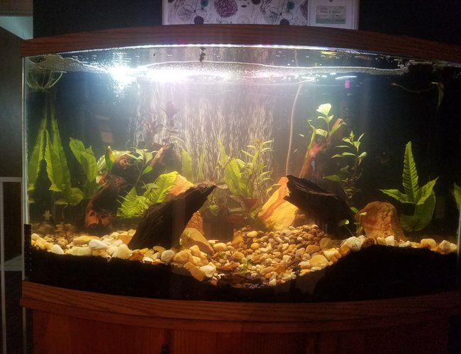 48 gallons planted tank (mostly live plants and fish) - Front 48 gallons planted tank (mostly live plants and fish) - Front