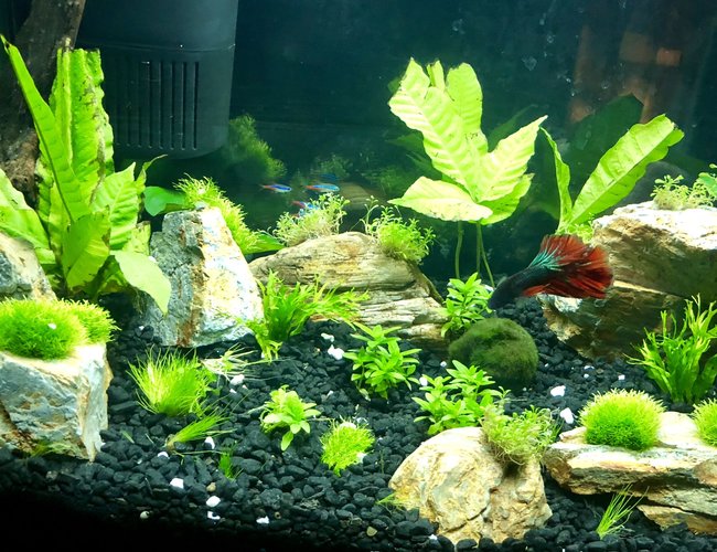 10 gallons planted tank (mostly live plants and fish) - First attempt w/live plants! 10 gallons planted tank (mostly live plants and fish) - First attempt w/live plants!