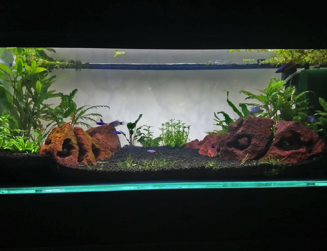 15 gallons planted tank (mostly live plants and fish) - First planted tank set up 15 gallons planted tank (mostly live plants and fish) - First planted tank set up