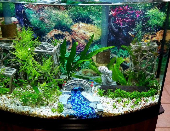 36 gallons planted tank (mostly live plants and fish) - First tank
36G bowfront 36 gallons planted tank (mostly live plants and fish) - First tank
36G bowfront