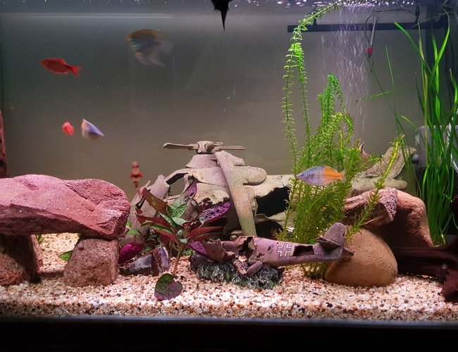 120 gallons planted tank (mostly live plants and fish) - Revised 120 gallons planted tank (mostly live plants and fish) - Revised