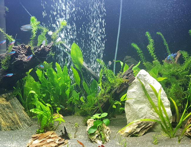 90 gallons planted tank (mostly live plants and fish) - 1st pic 90 gallons planted tank (mostly live plants and fish) - 1st pic