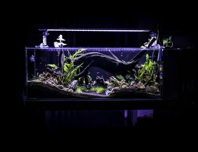 53 gallons planted tank (mostly live plants and fish) - front view of my neon´s tank 53 gallons planted tank (mostly live plants and fish) - front view of my neon´s tank