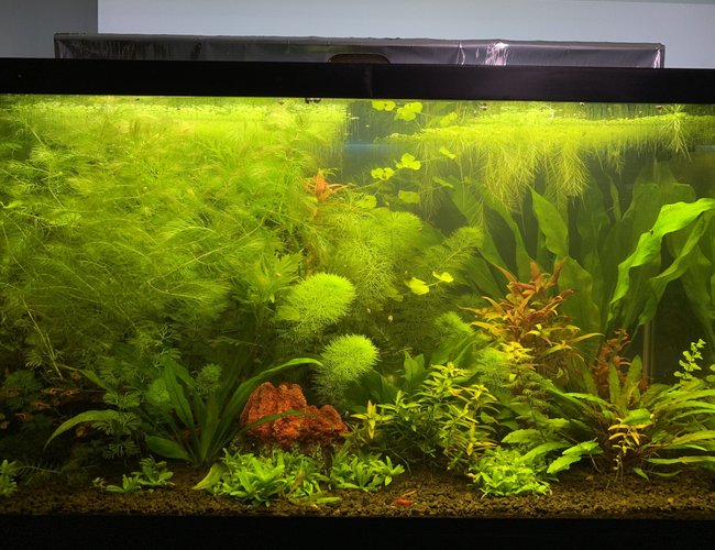 29 gallons planted tank (mostly live plants and fish) - Planted Tank 29 gallons planted tank (mostly live plants and fish) - Planted Tank
