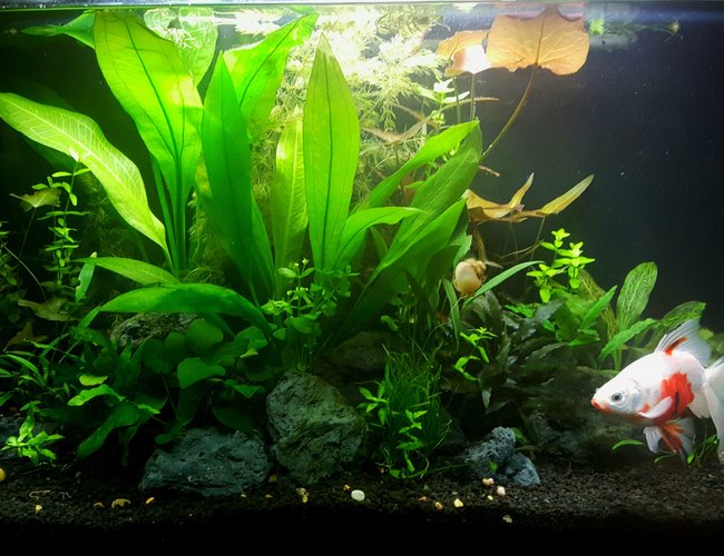 29 gallons planted tank (mostly live plants and fish) - 4 Months 29 gallons planted tank (mostly live plants and fish) - 4 Months