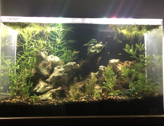 65 gallons planted tank (mostly live plants and fish) - Freshwater community 65 gallons planted tank (mostly live plants and fish) - Freshwater community