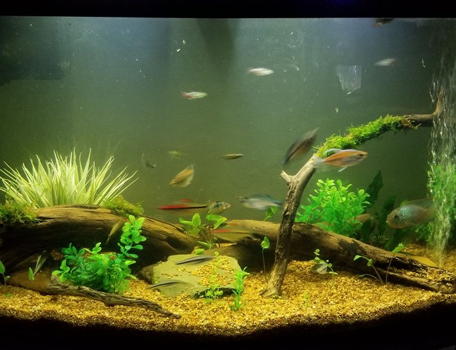 55 gallons planted tank (mostly live plants and fish) - 46 gallon bowfront community tank.
Contains both live and artificial plants. 55 gallons planted tank (mostly live plants and fish) - 46 gallon bowfront community tank.
Contains both live and artificial plants.