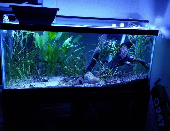 46 gallons planted tank (mostly live plants and fish) - My 75 gallon catfish aquarium 46 gallons planted tank (mostly live plants and fish) - My 75 gallon catfish aquarium